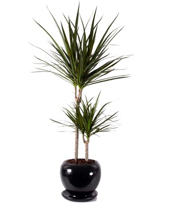 Dracaena Marginata 